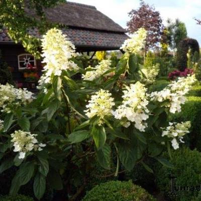 Hydrangea paniculata 'Floribunda' - 