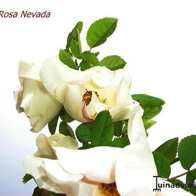 ROSA (H) 'NEVADA' - Rosa 'Nevada'