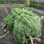 Brassica oleracea var. sabellica - 