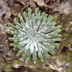 Saxifraga longifolia - 