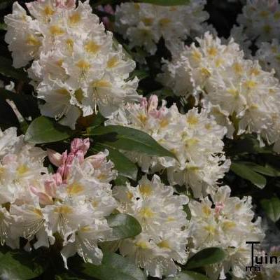Rhododendron 'Cunningham's White' - 
