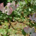 Cornus florida - Cornus florida - Cornouiller à fleurs