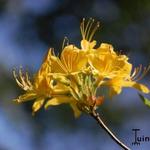 Rhododendron luteum - Pontische Azalee