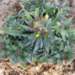 Erysimum linifolium 'Fragrant Sunshine' - 