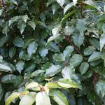 Prunus lusitanica 'Angustifolia' - 