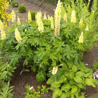 Lupinus russell 'Chandelier'