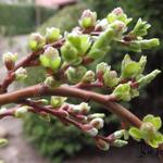 Salix Arbuscula - 