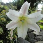 Lilium formosanum - Formosa-Lilie