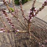 Prunus persica 'Little Purple Delight' - 