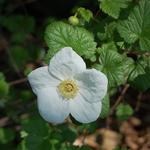 Rubus x tridel 'Benenden' - 