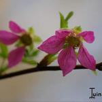 Rubus spectabilis - Pracht-Himbeere