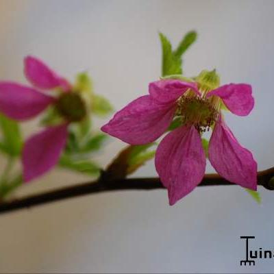 Rubus spectabilis - 