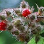 Rubus phoenicolasius - Ronce à poils rouges