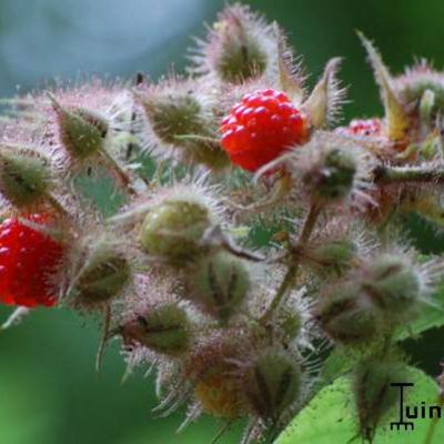 Rubus phoenicolasius - ronce à poils rouges