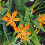 Belamcanda chinensis - Belamcanda chinensis - Iris domestica