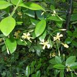 Trachelospermum asiaticum - Japanischer Sternjasmin