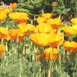 Eschscholzia californica - Eschscholzia californica - Pavot de Californie