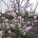 Prunus dulcis 'Robijn' - 