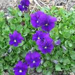 Viola cornuta 'Grumpy Bishop' - 