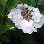 Hydrangea macrophylla 'Teller White' - 