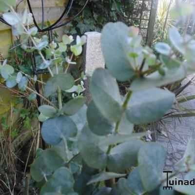 Eucalyptus gunnii - GOMMIER CIDRE