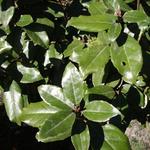 Elaeagnus x ebbingei - Wintergrüne Ölweide