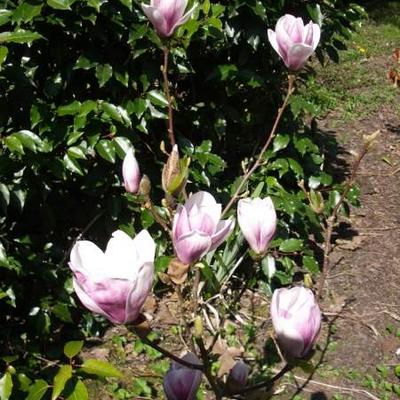 Magnolia x soulangeana 'Satisfaction' - 