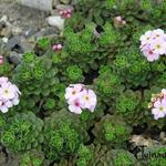 Androsace sempervivoides - 