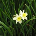 Narcissus tazetta 'Minnow' - 