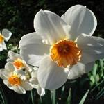 Narcissus 'Barret Browning' - 