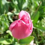 Tulipa 'Don Quichotte' - 