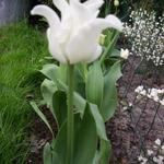 Tulipa 'White Liberstar' - 