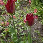 Tulipa 'Pacific Pearl' - 