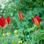 Tulipa greigii - Greig-Tulpe