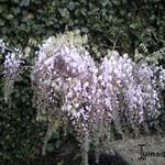 Wisteria sinensis ‘Rosea’ - 
