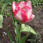 Tulipa 'Cartouche' - 