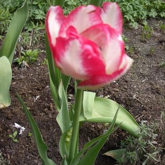 Tulipa 'Cartouche'