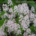 Tiarella cordifolia 'Eco Running Tapestry' - 