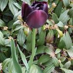 Tulipa 'Black Hero' - 