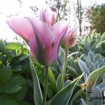Tulipa 'New Design' - 