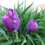 Tulipa 'Negrita' - 