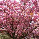 Prunus serrulata - Cerisier du Japon