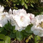 Rhododendron  'Gartendirektor Rieger' - 