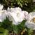 Rhododendron  'Gartendirektor Rieger'