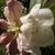 Rhododendron  'Gartendirektor Rieger'