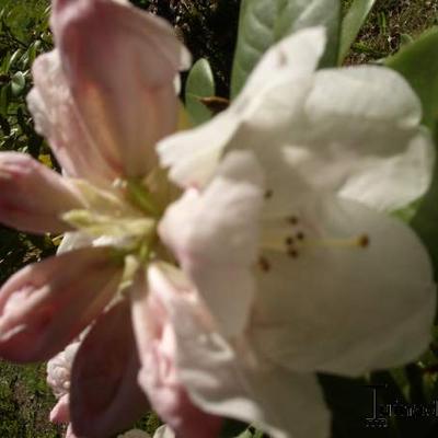 Rhododendron  'Gartendirektor Rieger' - 