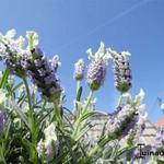 Lavandula stoechas 'Little Bee- Blue White' - 