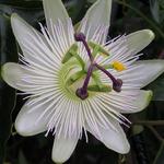 Passiflora caerulea ´Constance Elliott´ - 