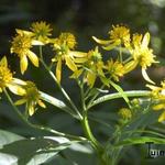 Verbesina alternifolia - 