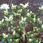 Rhododendron  'Olga Niblett' - Rhododendron 'Olga Niblett'